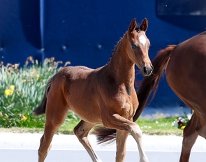 Estobar at the presentation this afternoon before the evening auction at 2026 CDI Hagen :: Photo © Astrid Appels