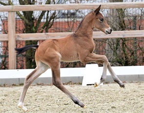 Espoire Gold (by Escolar out of OLHPrSt. Weihe’s Happiness OLD (by Dynamic Dream – Sir Donnerhall I – Don Schufro))
