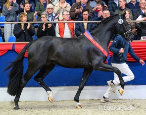 The 2025 Oldenburg Licensing champion Barnsley (by Bonds x Diamond Hit) :: Photo © Equitaris