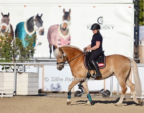 A rare picture in para sport nowadays: Austrian Michaela Ferringer’s Haflinger Stockholm (by Stelvio-Atlantic) being exercised by her trainer :: Photo © Silke Rottermann