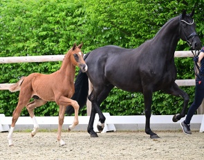 Top-priced horse Best of Bonds by Bonds - Vitalis, bred by Katrin Krüger