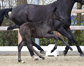 Valeria (by Verbier x De Niro)