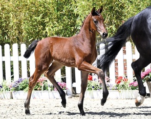 Veilchen (by Viva Vitalis x Fahrenheit)