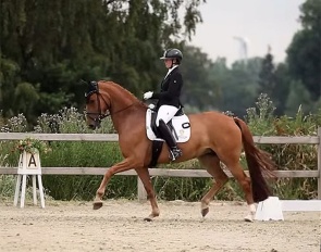 German Evelyn Eger on Bruns & Stamp's BWP bred Secret's Weapon at the Belgian WCYH selection trial in Vrasene