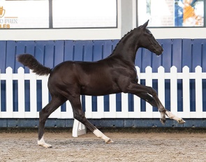 Winvasion VK (Zonik Plus x Damon Hill) Filly