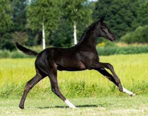 Wymanda van 't Studutch (by Sandro Hit x   Toto Jr)