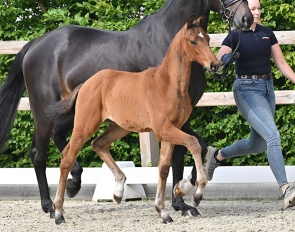 Jackpot (by Johnson x Glamourdale x Furstenball)