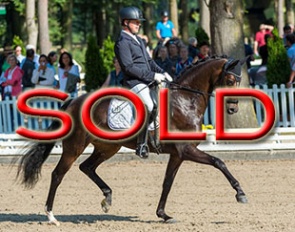Curly OLD at the Bundeschampionate :: Photos © Equitaris