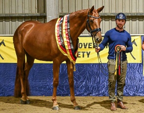 Ophelia was named supreme champion at the 2026 British Hanoverian annual show