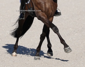 Half passes are often ridden in medium and extended trot at elite high performance level :: Photo © Astrid Appels