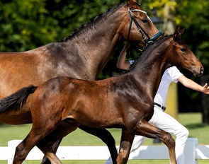 Wingman van de Nethe (by Grey Tonic x Belissimo)