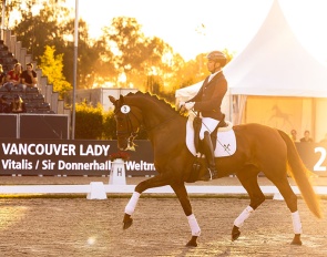 Vancouver Lady in the auction while the sun was setting at the 2026 WCYH :: Photo © Hannoveraner Verband