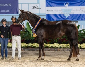 Lovely Leni, 2026 Dressage at Devon Grand Champion :: Photo © Bethany P