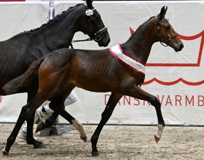 Kamar's Etcetera Noir Hit :: Photo © Ridehesten