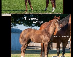 Bohemian and Rhapsody at Zen Elite Equestrian