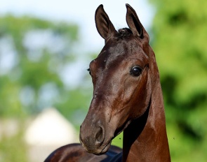 Stal Brouwer Auctions to Close the Auction Season with 90 Foals in Tolbert