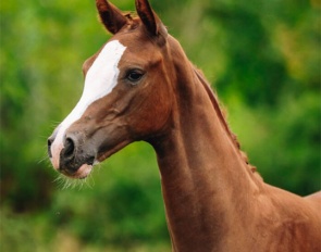 Alpin's Dorothea - Filly by Hesselhoj Donkey Boss x Negro