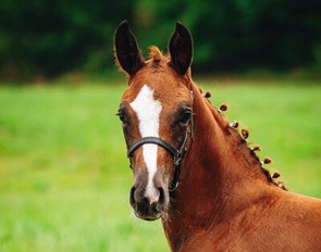 Alpin's Freixenet - Colt by Floricello x Rubin-Royal