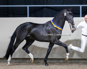 Omar Sharif at the 2022 KWPN Stallion Licensing :: Photo © Dirk Caremans