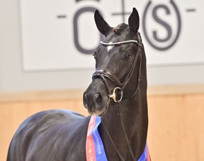 Bon Esprit, the 2023 Oldenburg licensing champion :: Photo © OLD Art