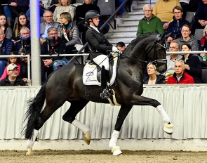 Expectation PS at the Private Stallion Show in Verden in 2024 :: Photo courtesy PS/VDL