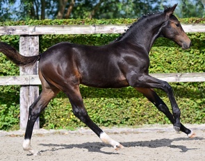 Dixiedance van Steenberge (by Fidertanz x Revolution)