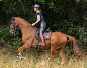 Quattro II (by Quaterhall x Lauries Crusador xx)