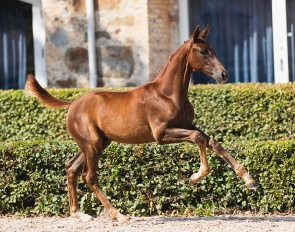 Tour d’Amour TH (by Toto Jr x Belissimo M) :: Photos © Zahlo