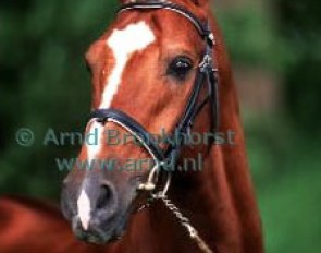Cabochon in 2000 :: Photo © Arnd Bronkhorst