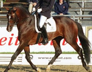 Danish Fie Skarsoe on Gestut Wiesenhof's Trakehner stallion Munchhausen
