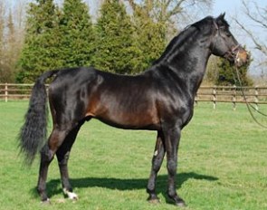 Loutano (by Landgraf x Calypso I x Landgraf I x Manitu xx)