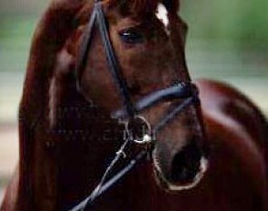 Jonggor's Weyden :: Photo © Arnd Bronkhorst