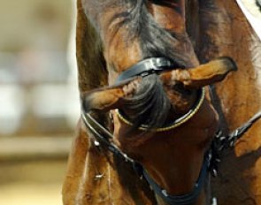 Arjen Teeuwissen schooling Goliath T at the 2003 European Championships