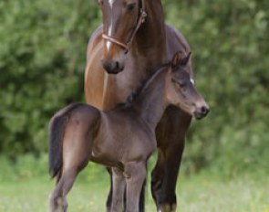 Mare and foal :: Photo © Phelpsphotos.com