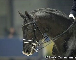 Gribaldi :: Photo © Dirk Caremans
