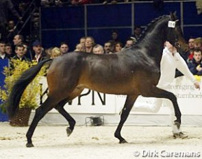 2003 KWPN Licensing Champion Tornado (by Flemmingh x Ramiro) :: Photo © Dirk Caremans