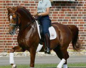 Lisette Milner training Eminence at Gestut Höftehof in Meppen, Germany :: Photo © Mary Phelps