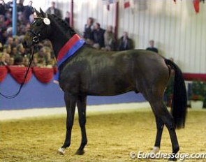 Don Kennedy (by Donnerhall x Kennedy), 2003 Oldenburg Licensing Champion :: Photo © Astrid Appels