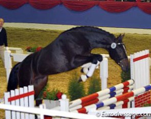 Free jumping at the 2003 Oldenburg Stallion Licensing :: Photo © Astrid Appels