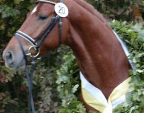 Liberty Gold (by Londonderry x Weltmeyer), 2003 Hanoverian Licensing Champion