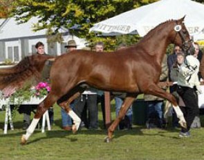 Royal Blend at the 2003 Hanoverian Stallion Licensing