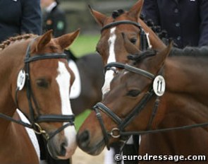 The British FEI ponies share a sniff: Caresto, Wester Aikema's Adios, Chantandu