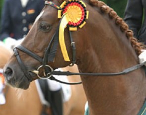 European pony champion Dressman