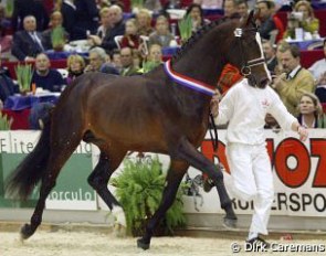 Uptown, champion of the 2004 KWPN Stallion Licensing