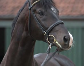 Stedinger :: Photo © Astrid Appels