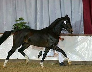 Fiderhit at the 2004 BWP stallion licensing :: Photo © Dirk Caremans