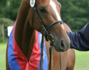 Love Story V, Champion of the 2004 Oldenburg Elite Mare Show in Rastede :: Photo © Astrid Appels