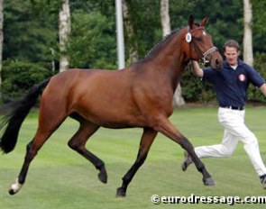 Riwera (by Welt Hit II x Noble Roi xx) at the 2004 Oldenburg Elite Mare Show in Rastede