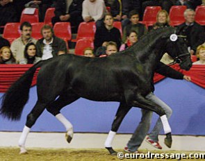 Dark Fire (by Donnerhall x Feiner Stern) :: Photo © Astrid Appels