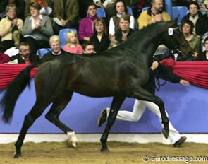Diamonit (by Diamond Hit x Santander) at the 2004 Oldenburg Stallion Licensing :: Photo © Astrid Appels